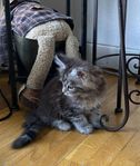 Maine Coon, ungar. 