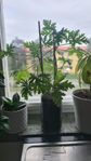 Krukväxt: Dr. Westerlund -Pelargonium graveolens