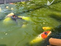 dammfisk guldfisk karp