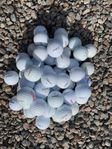 50 St Titleist golfbollar