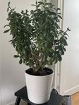 Paradisträd 70cm högt