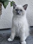 Ragdoll hona