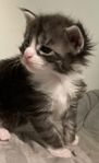 MAINE COON KATTUNGAR KATTUNGE MED STAMTAVLA