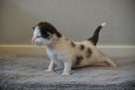 norska skogkatter med stamtavla