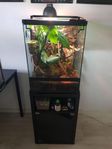 Terrarium med ögonfransgecko