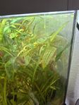 Cryptocoryne