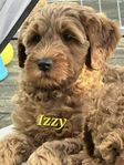 Australien Labradoodle 