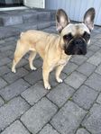 omplacering 11 månaders fransk bulldog tik stamtavla 