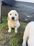 Golden Retriver Tik/Hane med stamtavla! 