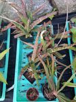 Suckulenter Gasteria Aloe Haworthia Växter 9 st säljer byt