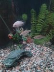 Juwel hörnakvarium 180 liter