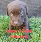 Labrador valpar 