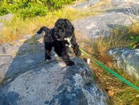 Omplacering – Labradoodle valp 11 veckor