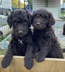 Labradoodle