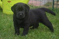 Labrador valp säljes
