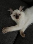 Ragdoll kattunge, Hona