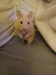 Guldhamster hona med tillbehör