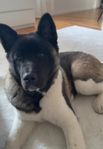 Amerikan Akita 7 månader