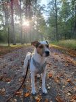 Omplacering Jack Russel