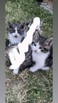 Kattungar