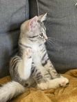 Busiga kattungar