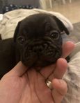 Fransk bulldog!