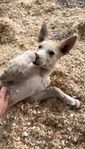 Underbar Alaskan Husky valp