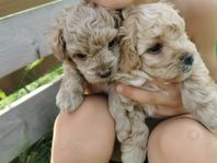 Maltipoo/ toypudel valpar 
