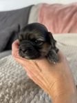 Shih-Poo / Malteser valpar