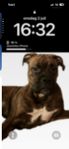 hund