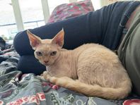 DevonRex