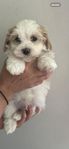 bichon havanais skk 