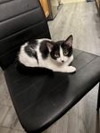 Kattunge 14 veckor