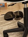 kattungar