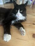 Frans en Maine Coon utan stamtavla 