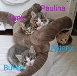 kattungar till salu, lev.klara 28/9.