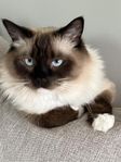 Ragdoll katt