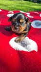 Yorkshireterrier valpar SKK