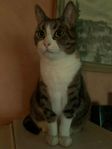 Omplacering hon katt