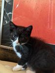 Fyra små underbara kattungar leveransklara denna vecka!