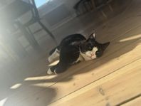 kastrerad hankatt 1-år