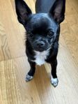 chihuahua hane