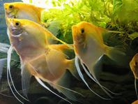 Guld skalar (Pterophyllum scalare)