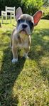 Fransk bulldog och olde english bulldog