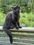 Maine Coon tjej med stamtavla