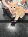 Kattunge