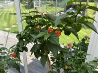 Trinidad Scorpion chili planta