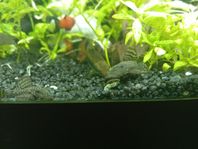 Ancistrus