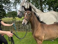 Hoppstammade Unghästar