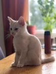 Underbar kattunge